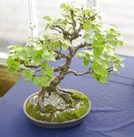 Bonsai_Tree_National Exhibition_2012_05.jpg